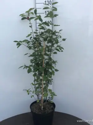 Amelanchier lamarckii