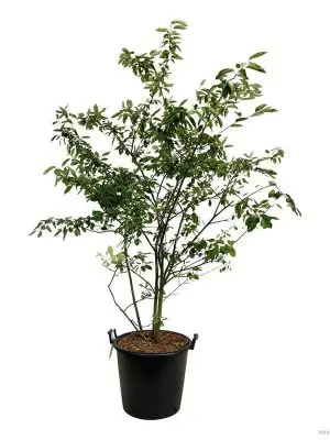 Amelanchier lamarckii - Vaxtinredarna.se
