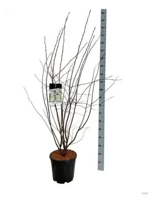 Amelanchier lamarckii - Vaxtinredarna.se