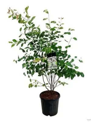 Amelanchier lamarckii - Vaxtinredarna.se