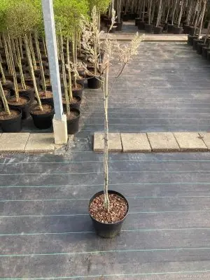 Amelanchier lamarckii - Vaxtinredarna.se