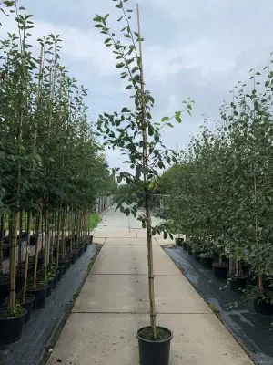 Amelanchier lamarckii