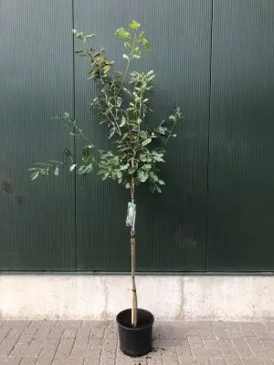 Amelanchier lamarckii