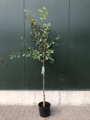 Amelanchier lamarckii