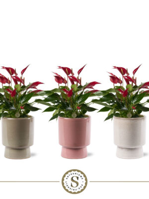Anthurium andraeanum 'Banderola Roja'