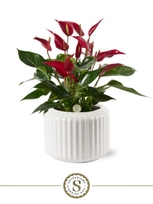 Anthurium andraeanum 'Banderola Roja'