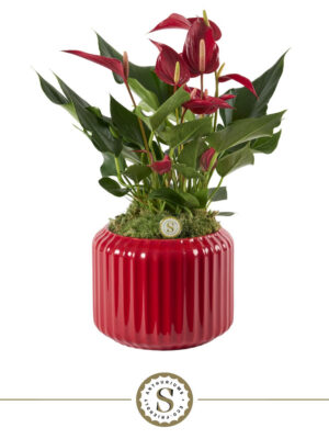 Anthurium andraeanum 'Banderola Roja'