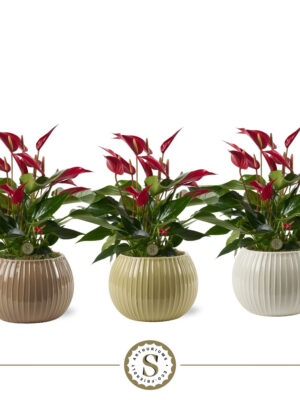 Anthurium andraeanum 'Banderola Roja'