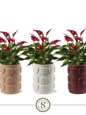 Anthurium andraeanum 'Banderola Roja'