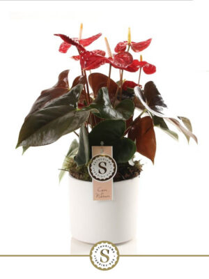 Anthurium andraeanum 'Coral Champion'