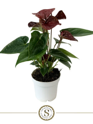 Anthurium andraeanum 'Essencia' - Vaxtinredarna.se