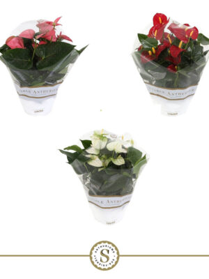 Anthurium andraeanum - Vaxtinredarna.se