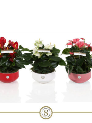 Anthurium andraeanum