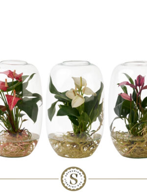 Anthurium andraeanum