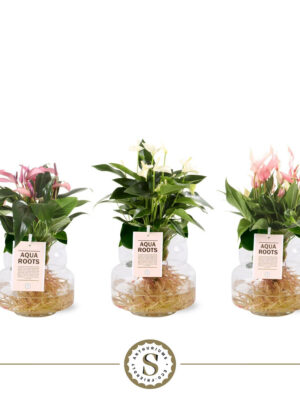 Anthurium andraeanum