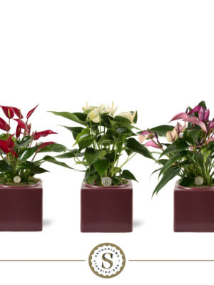 Anthurium andraeanum