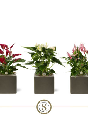 Anthurium andraeanum