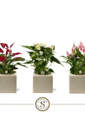 Anthurium andraeanum