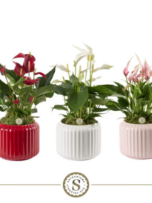 Anthurium andraeanum
