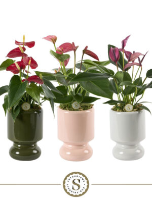 Anthurium andraeanum
