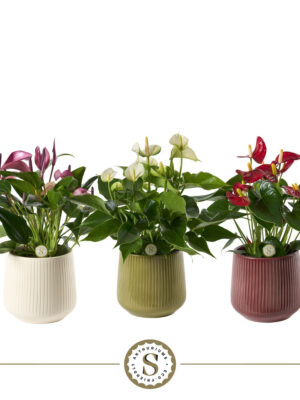 Anthurium andraeanum