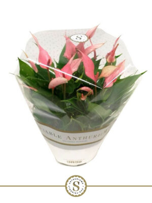 Anthurium andraeanum 'Lilli' - Vaxtinredarna.se