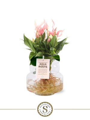 Anthurium andraeanum 'Lilli'