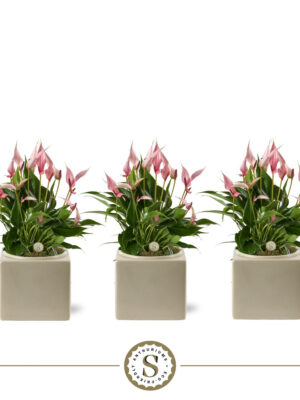 Anthurium andraeanum 'Lilli'