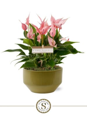 Anthurium andraeanum 'Lilli'