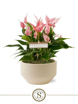 Anthurium andraeanum 'Lilli'