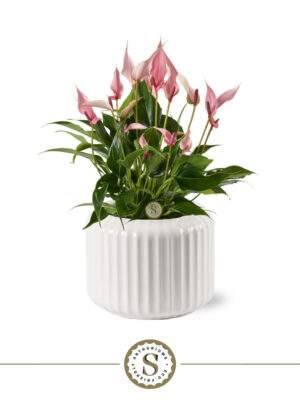 Anthurium andraeanum 'Lilli'