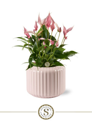 Anthurium andraeanum 'Lilli'