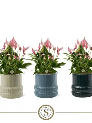 Anthurium andraeanum 'Lilli'