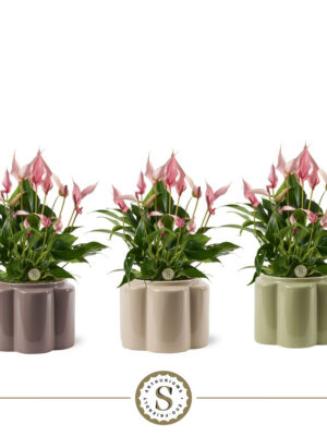 Anthurium andraeanum 'Lilli'