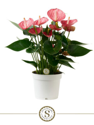 Anthurium andraeanum 'Livium Brillante' - Vaxtinredarna.se