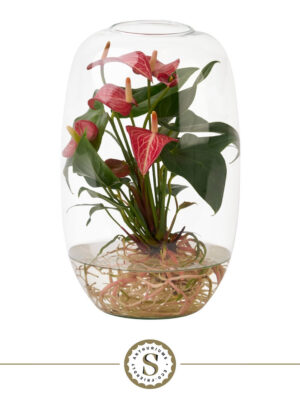 Anthurium andraeanum 'Livium'