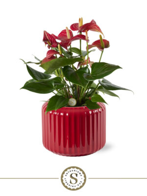Anthurium andraeanum 'Livium Red'
