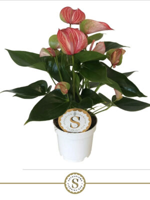 Anthurium andraeanum 'Livium Red'