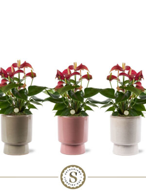 Anthurium andraeanum 'Livium Red'