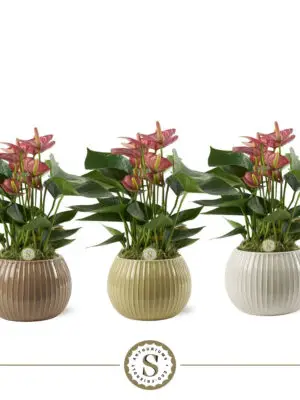 Anthurium andraeanum 'Livium Red'