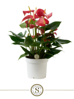 Anthurium andraeanum 'Livium Red Micro' - Vaxtinredarna.se