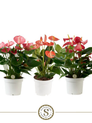 Anthurium andraeanum 'Livium Special Mix' - Vaxtinredarna.se