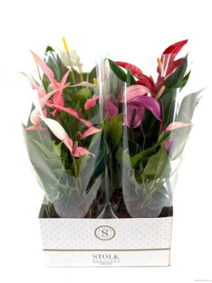 Anthurium andraeanum 'Mille Fleurs Special Mix' - Vaxtinredarna.se
