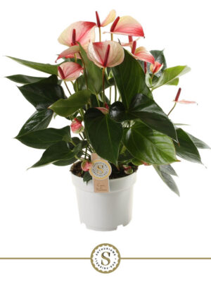 Anthurium andraeanum 'Mystique' - Vaxtinredarna.se