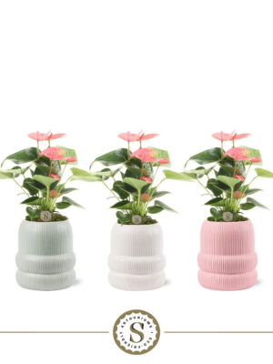 Anthurium andraeanum 'Pink Champion'