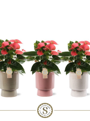 Anthurium andraeanum 'Pink Champion'