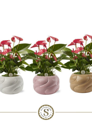 Anthurium andraeanum 'Pink Champion'