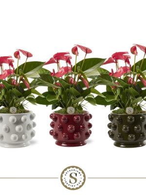 Anthurium andraeanum 'Pink Champion'