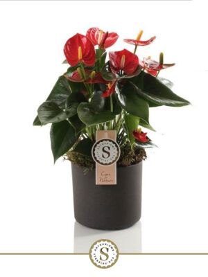 Anthurium andraeanum 'Red Champion'