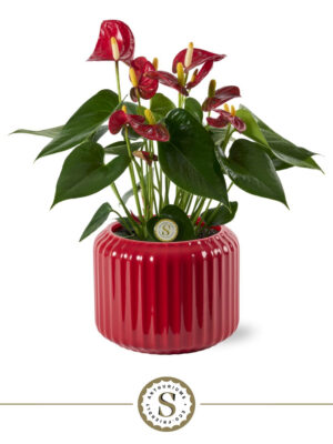 Anthurium andraeanum 'Red Champion'